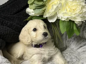 Cockapoo