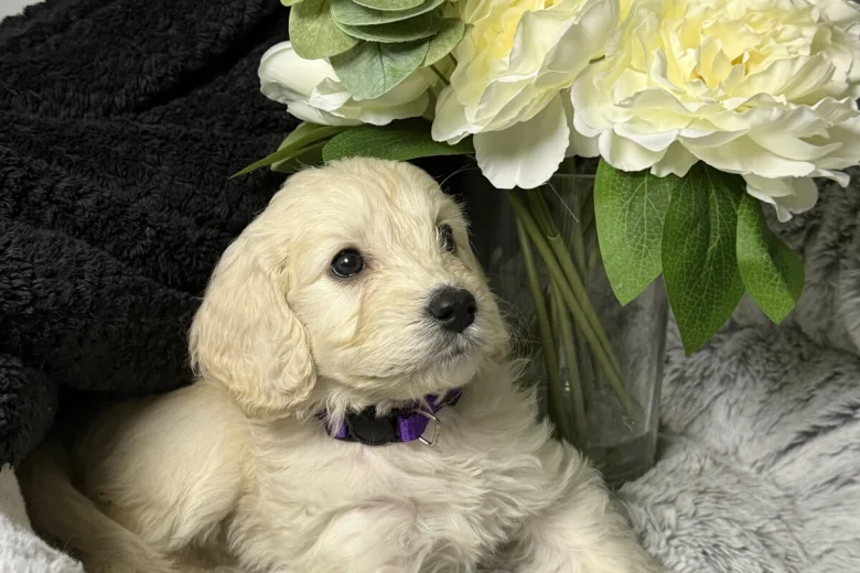 Cockapoo