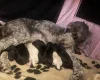 Cockapoo
