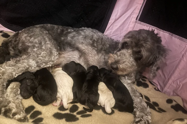 Cockapoo