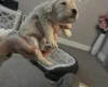 Cockapoo