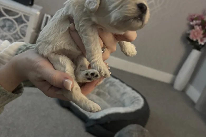 Cockapoo