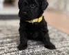 Havanese
