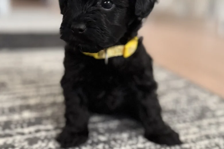 Havanese