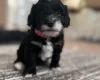 Havanese