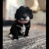 Havanese