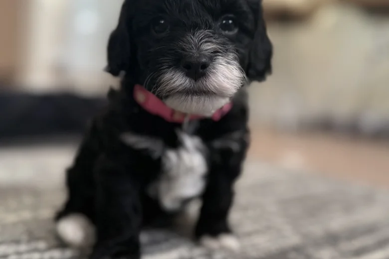 Havanese