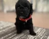 Havanese