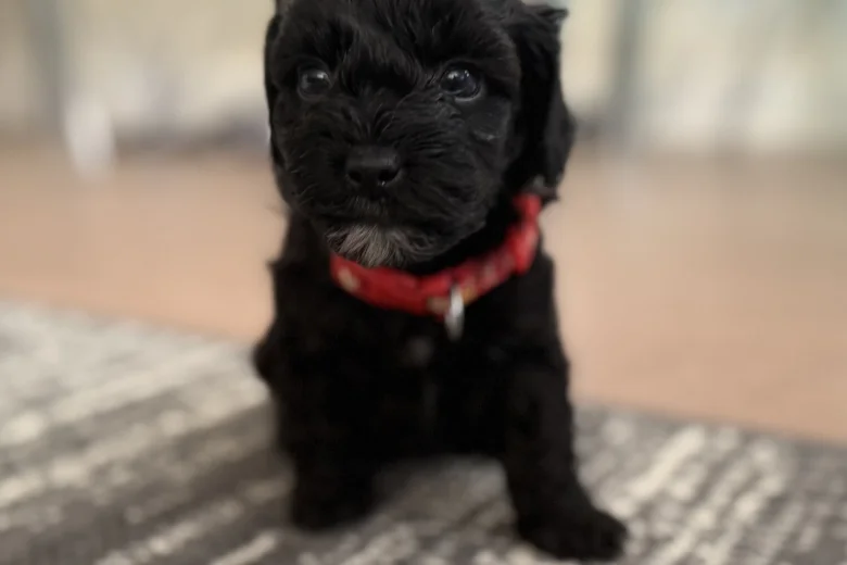 Havanese