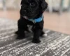 Havanese