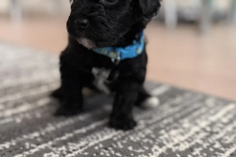 Havanese