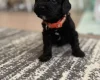 Havanese