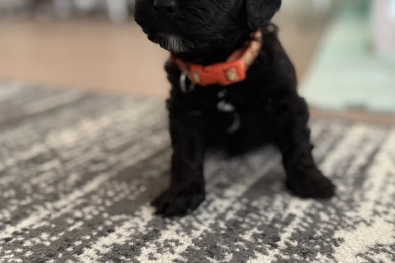 Havanese