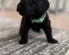 Havanese