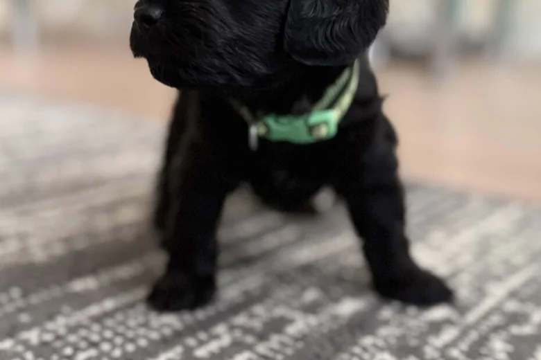 Havanese