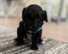 Havanese