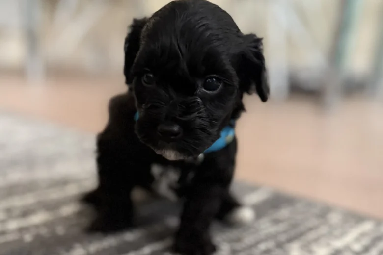 Havanese