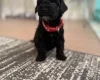 Havanese