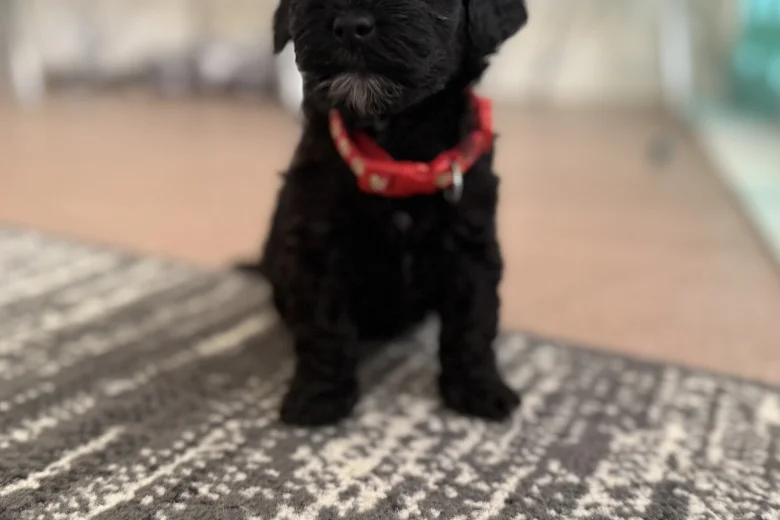 Havanese
