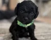 Havanese
