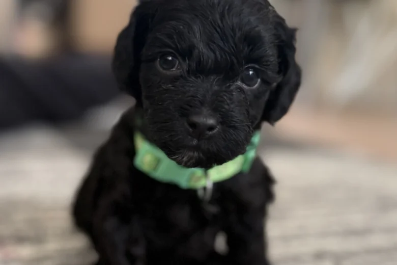 Havanese