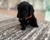 Havanese