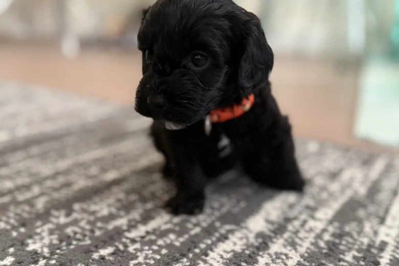 Havanese