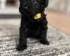 Havanese