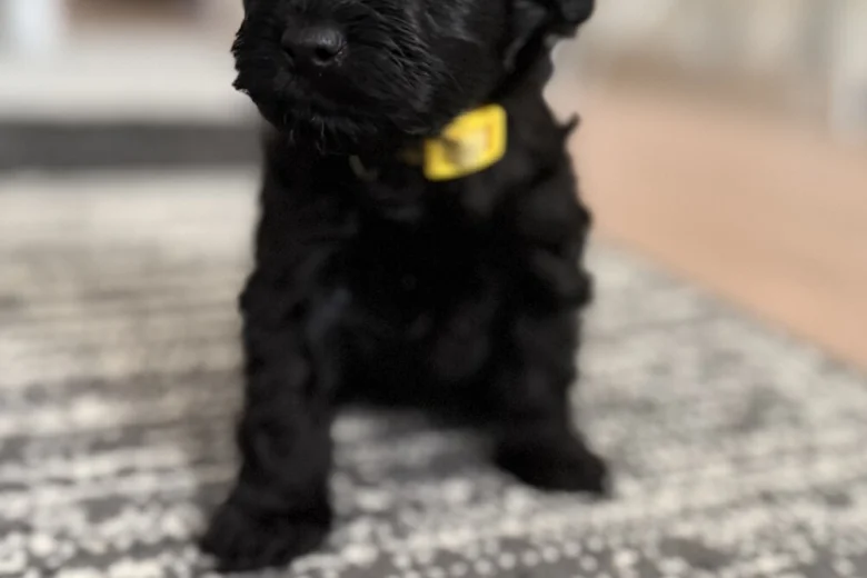 Havanese