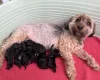 Havanese