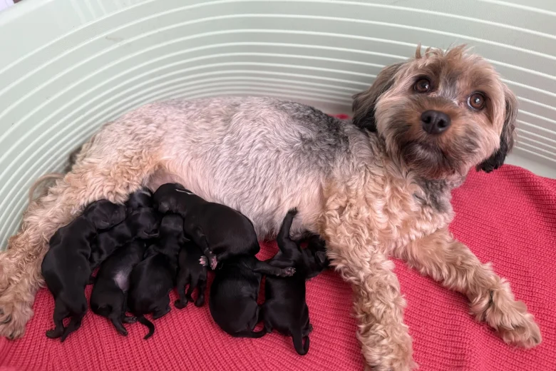 Havanese