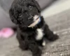 Havanese