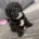 Havanese