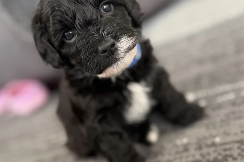 Havanese