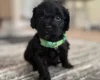 Havanese