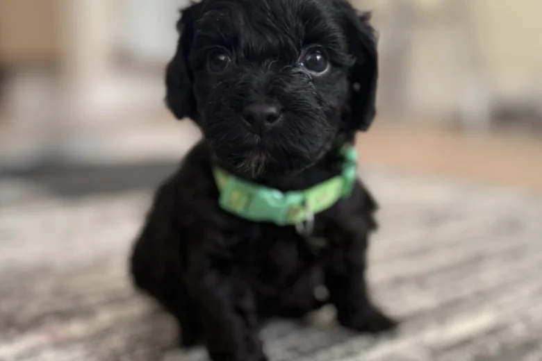 Havanese