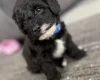Havanese