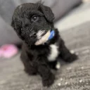 Havanese