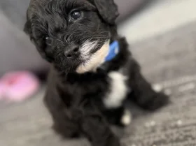 Havanese