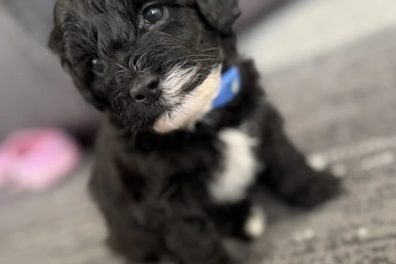 Havanese