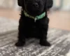 Havanese