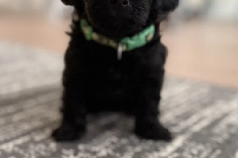 Havanese