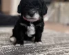 Havanese