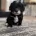 Havanese
