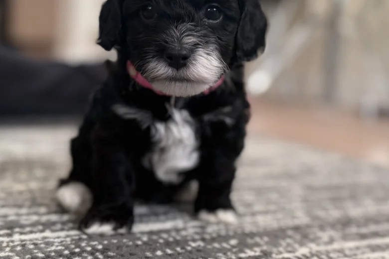 Havanese