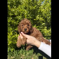 Cavapoo