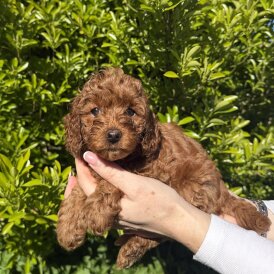 Cavapoo
