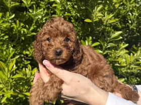 Cavapoo