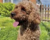 Cavapoo