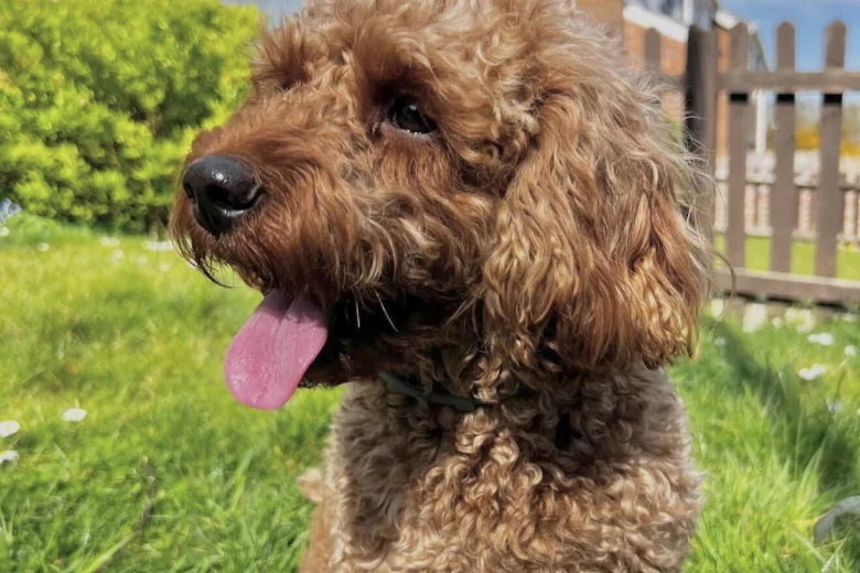 Cavapoo